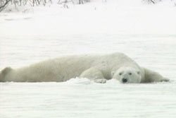 A_oil_on_ice_polar_bear_1 A_oil_on_ice_polar_bear_1