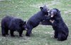0asiatic_black_bears 0asiatic_black_bears