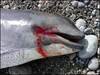 Bleedingporpoise