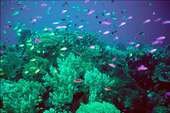 Coral_reef_1 Coral_reef_1