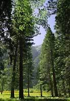 Zoomwalt_meadow_web2