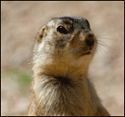 Prairiedog Prairiedog